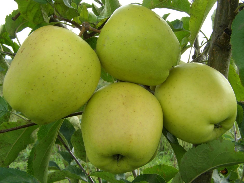 Яблоко-груша Голден Делишес