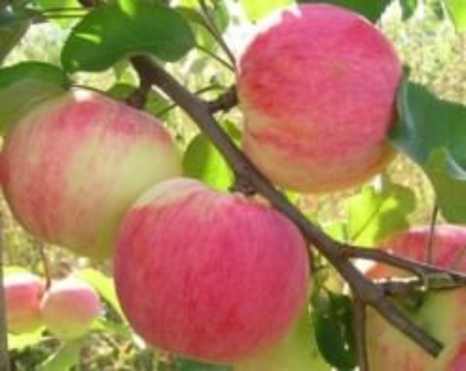Сорт яблони Болоняева