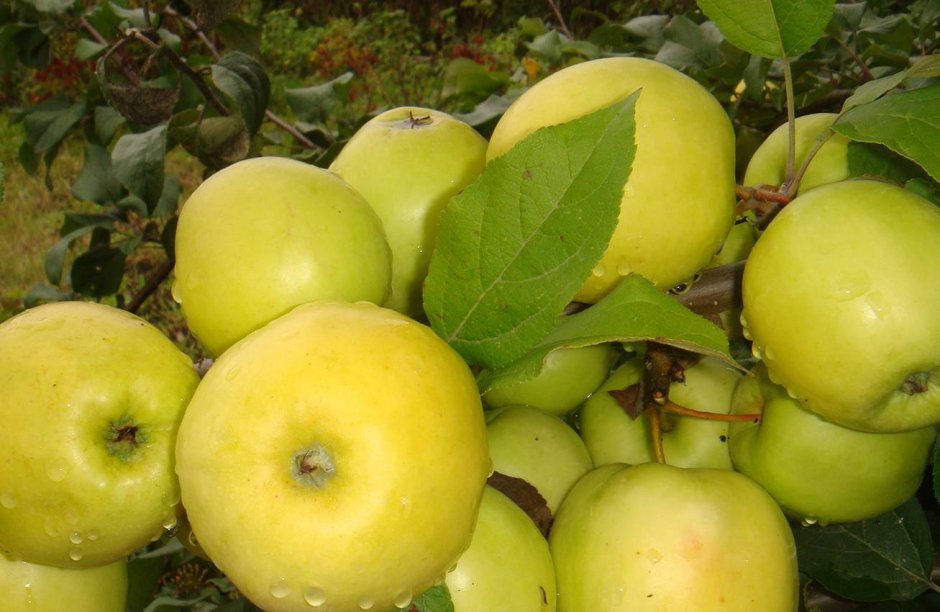 Спуровые сорта яблонь