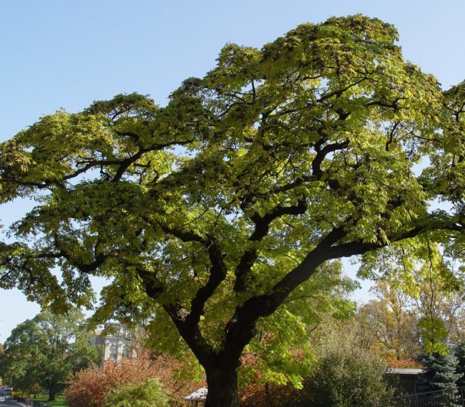 Вяз дерево Сахалин