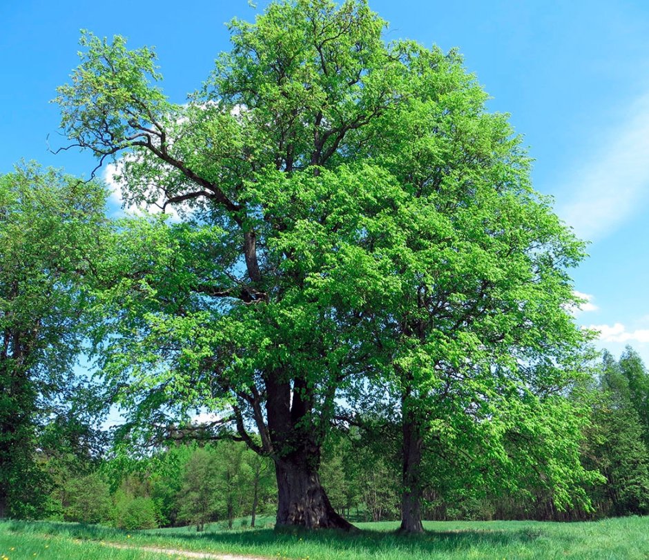 Караич дерево