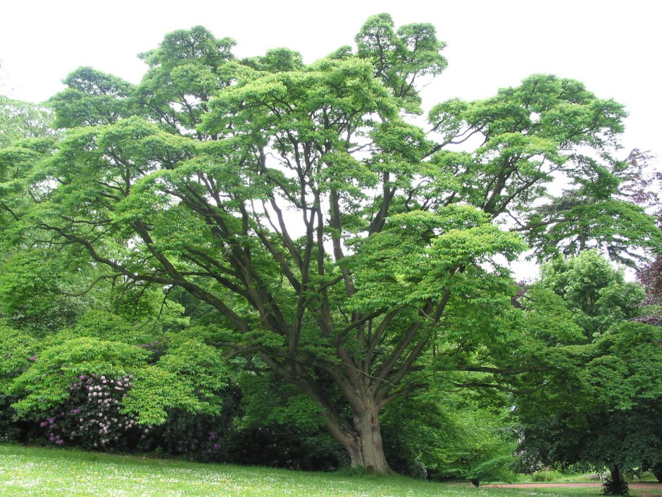 Берест-карагач дерево