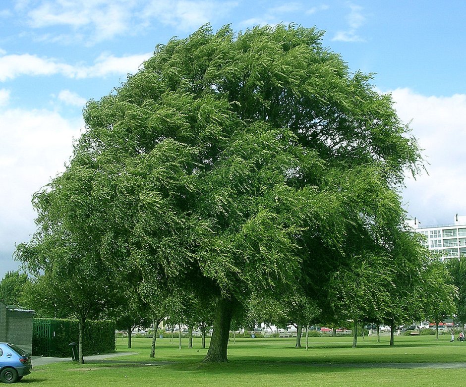 Дерево Zelkova serrata