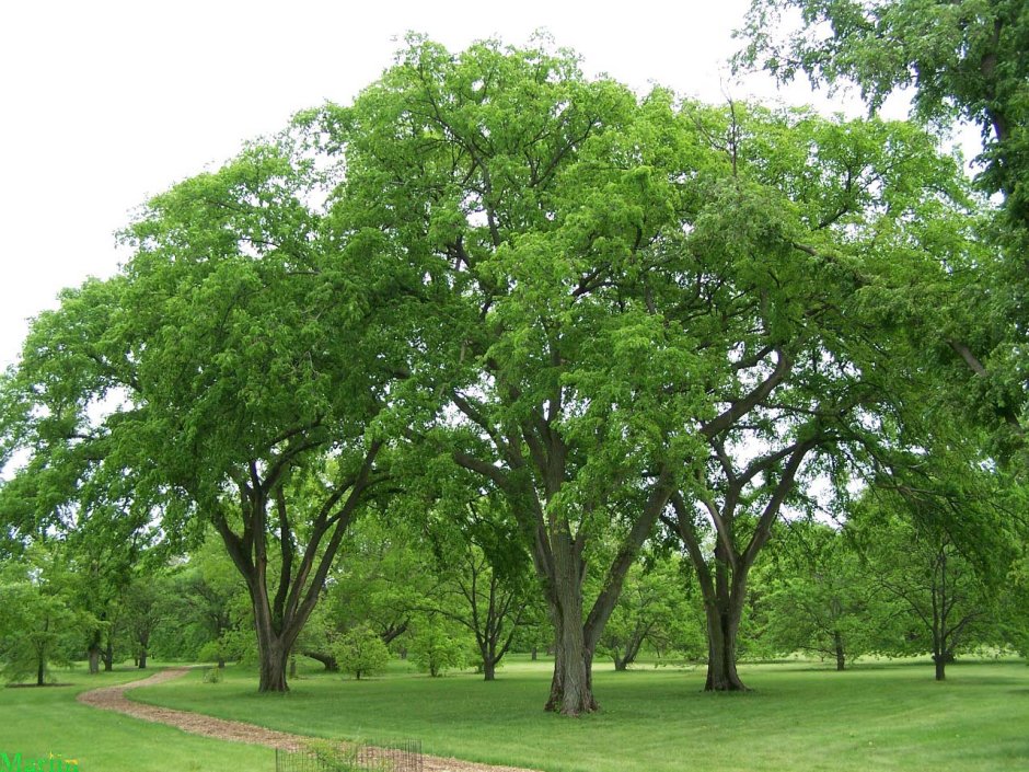 Карагач дерево Узбекистан