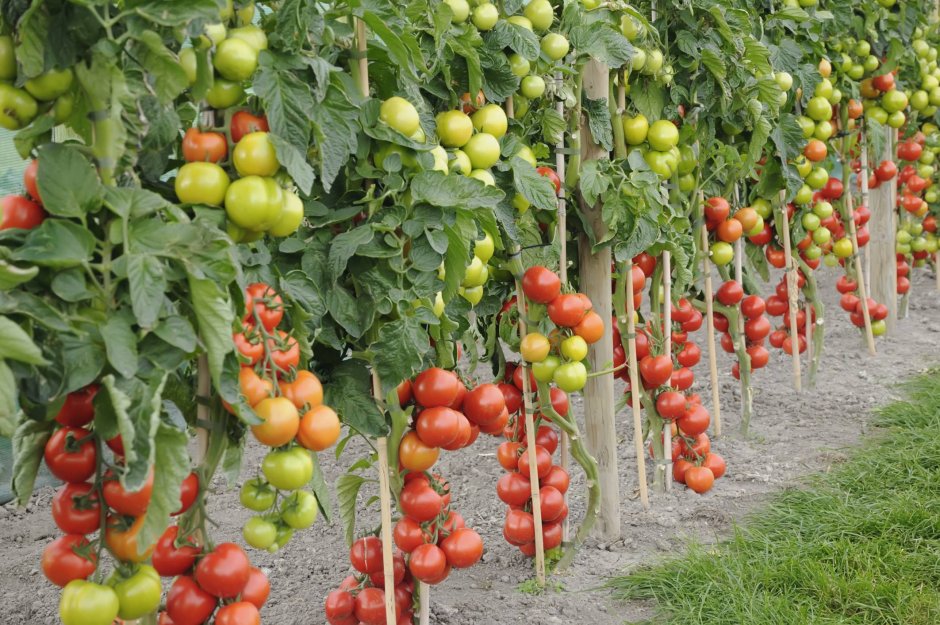 Плантация томатов