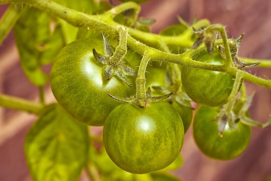 Пасынкование помидор детерминантных сортов