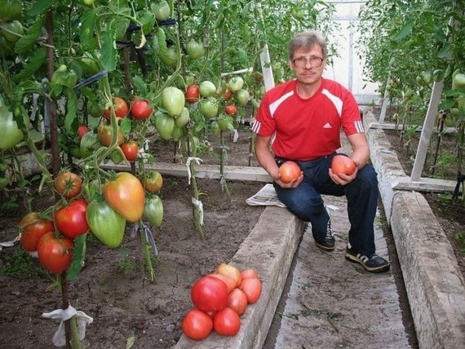 Ампельные помидоры черри