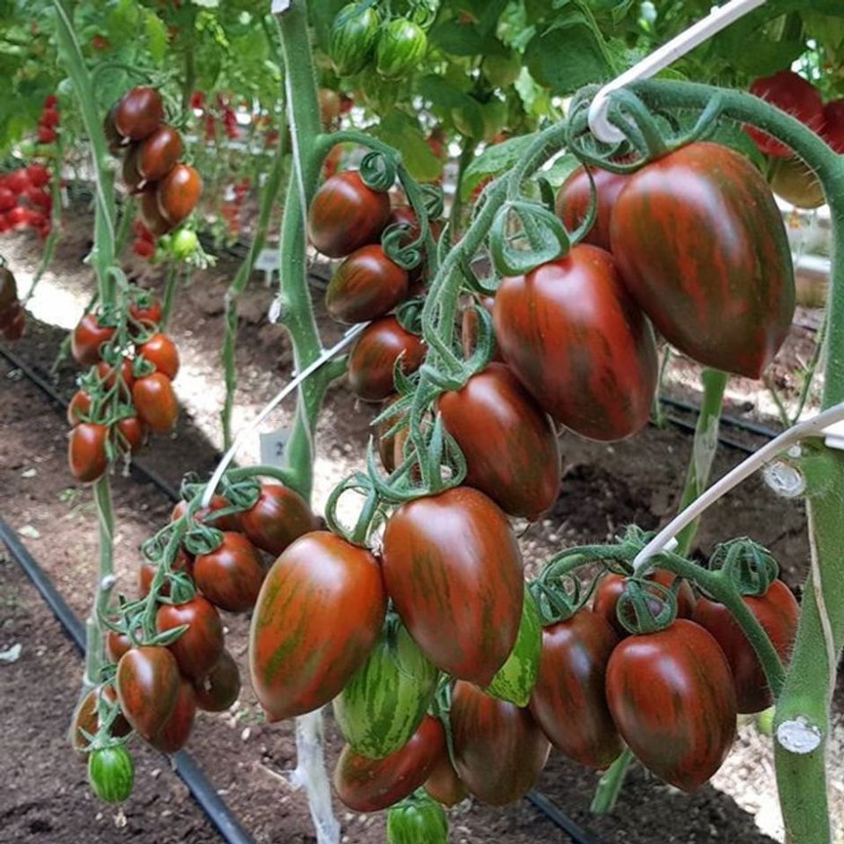 Семена томат Демидов