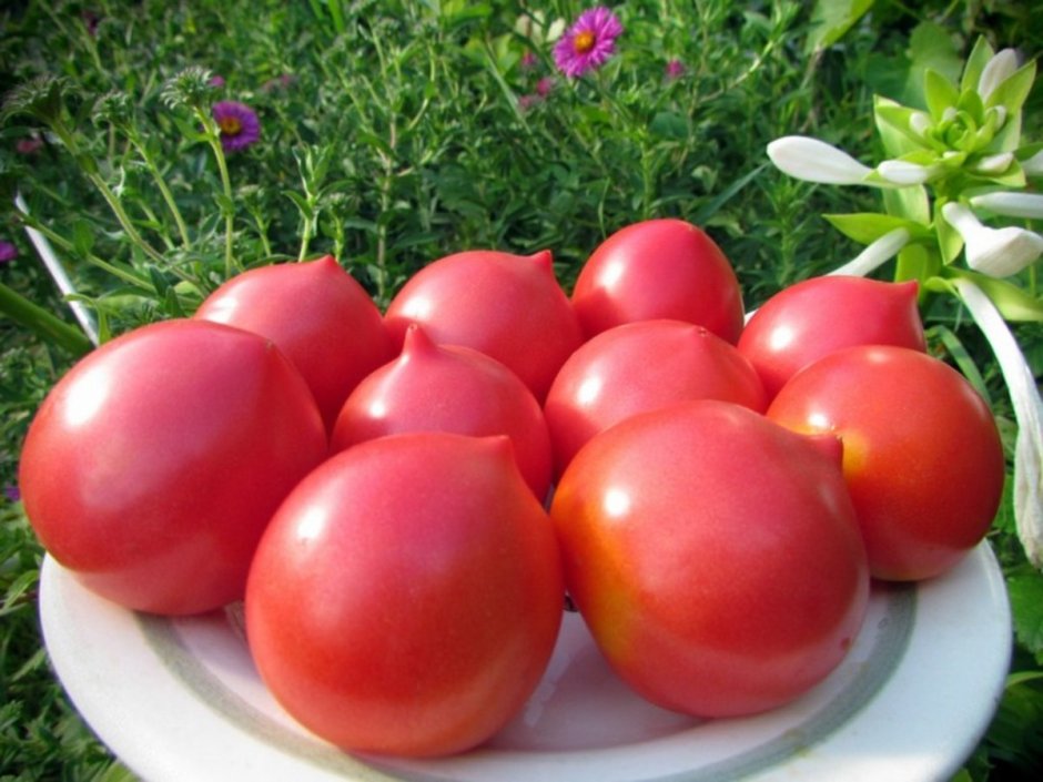 Семена Аэлита томат ракета 0,2г,