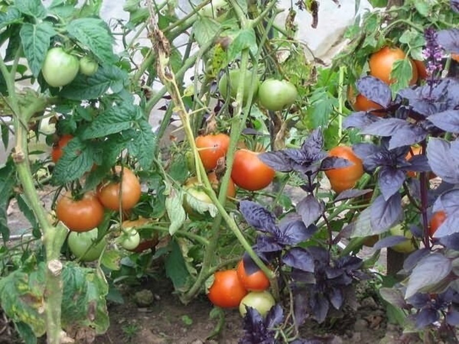 Овощи на грядке помидоры