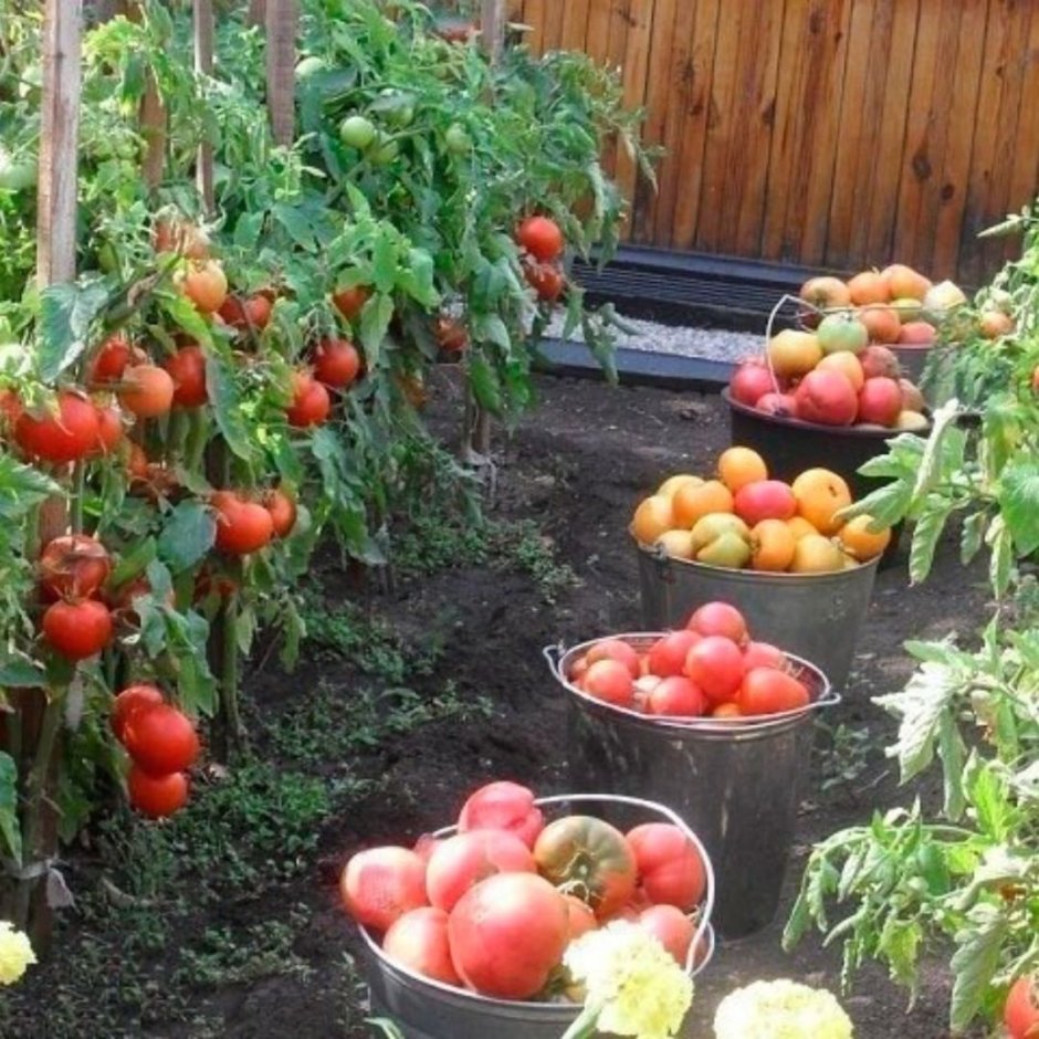 Семена томат f1 Иришка