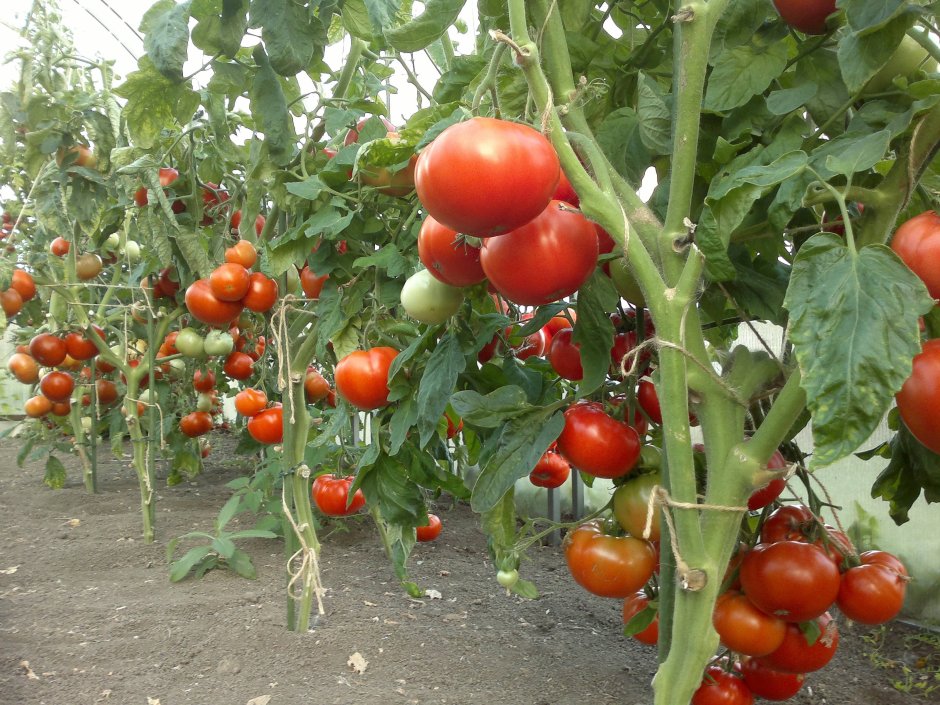 Урожайные грядки томаты