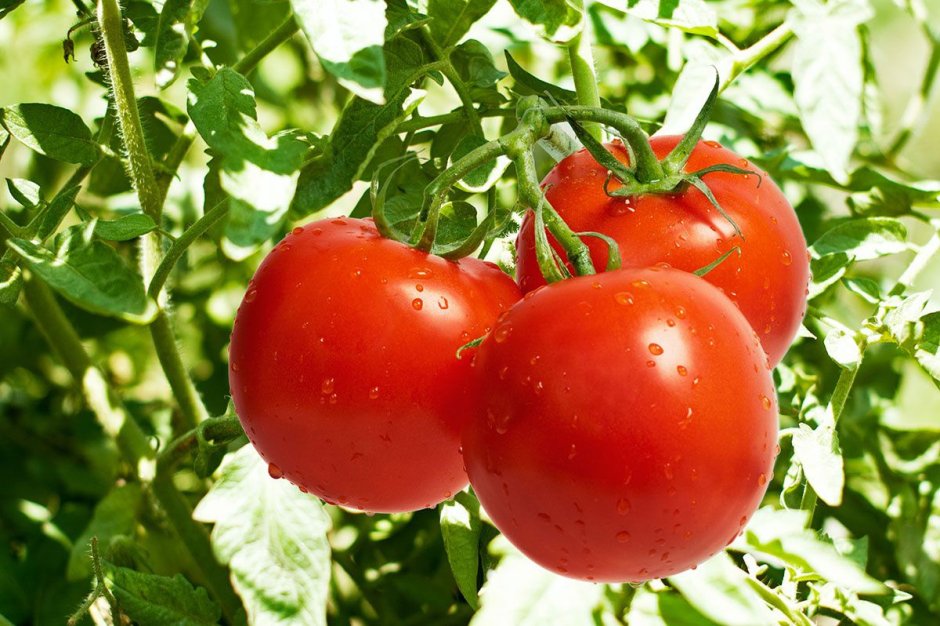 Красивые томаты в огороде