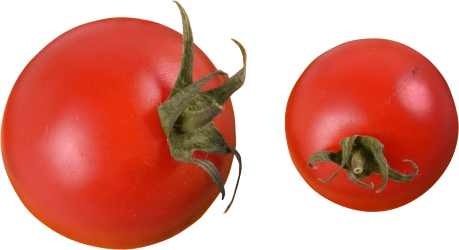 Мадлена сорт помидор