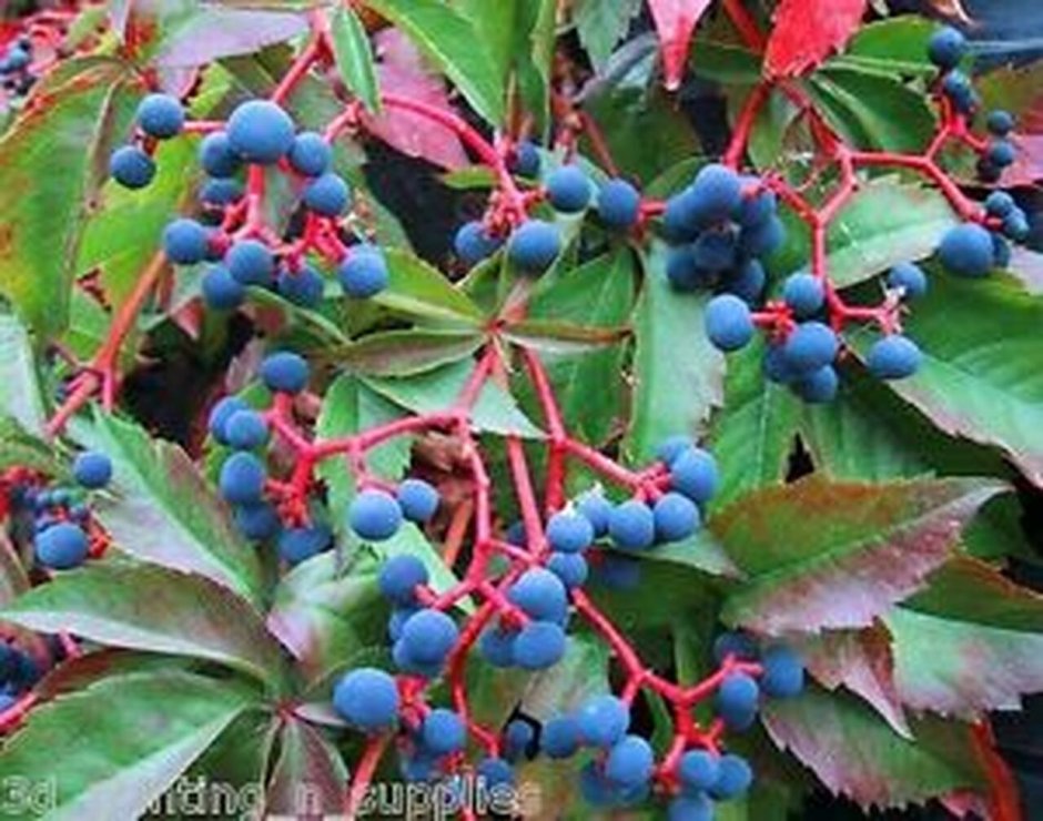 Девичий (пятилисточковый) виноград ягоды
