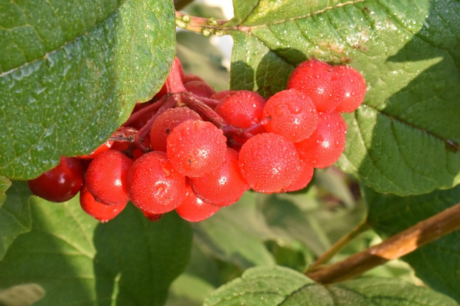 Калина (Viburnum) плод