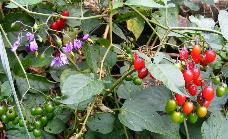 Паслен сладко-Горький (Solanum Dulcamara)