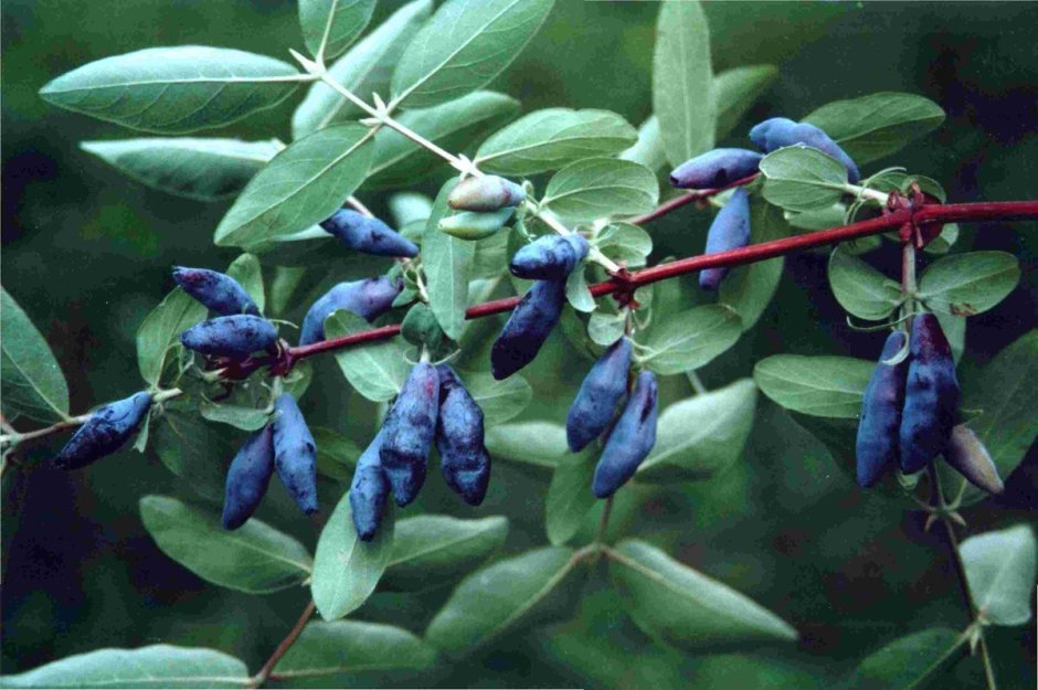 Lonicera caerulea (жимолость синяя, голубая)