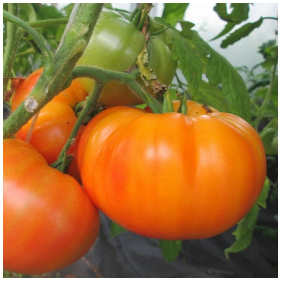 Семена помидор для теплицы самоопыляемые