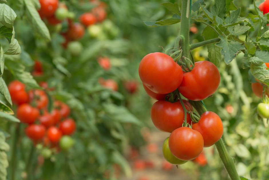 Красивое поле томатов