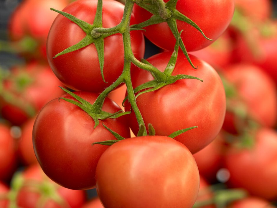 Безрассадные сорта томатов для открытого грунта