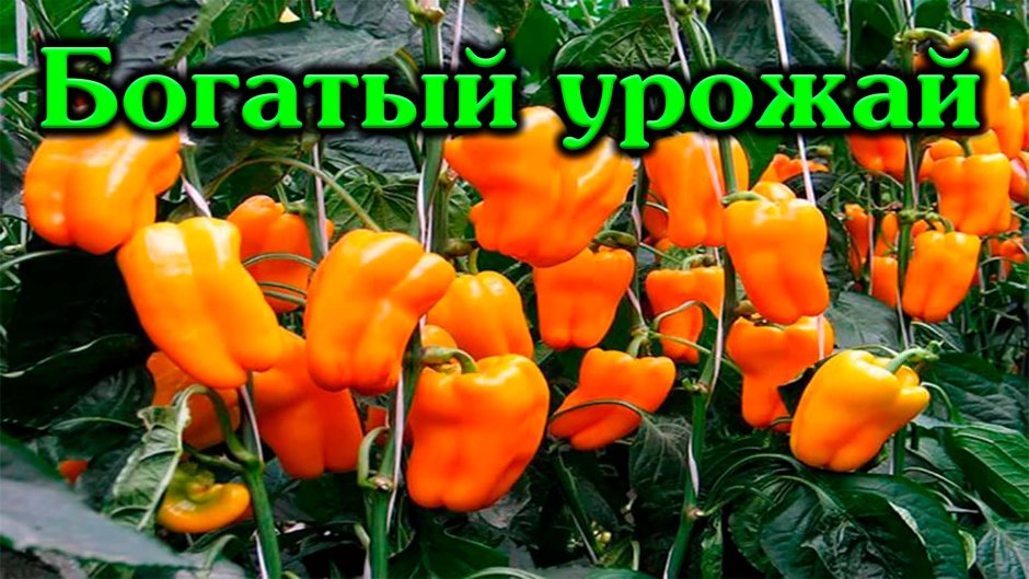 Иванова Кричиневская Лидия помидоры