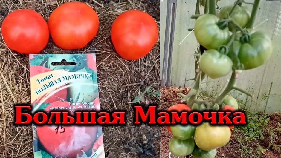 Кистевые томаты высокоурожайные