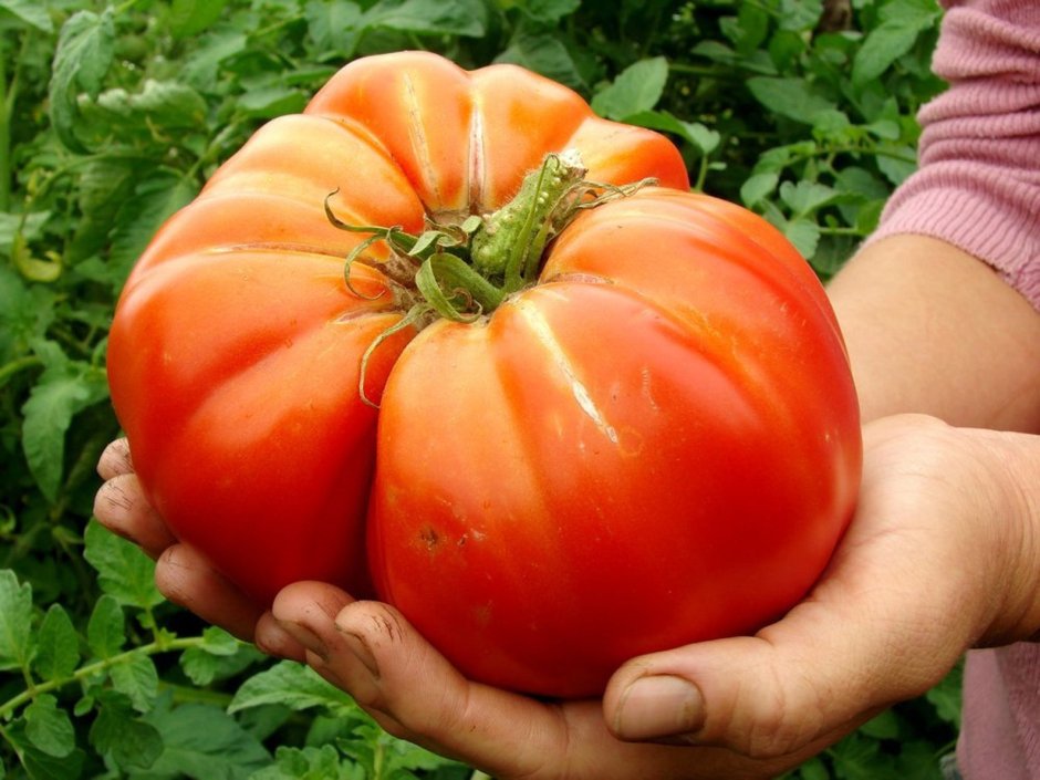 Валерий Медведев томаты сорта