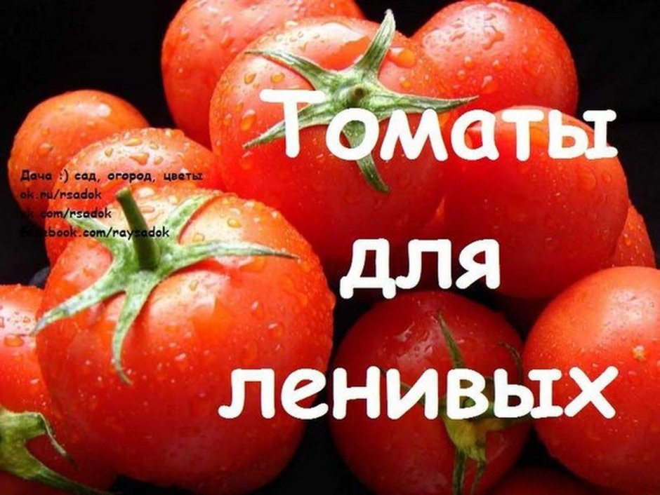Урожайный огород Татьяна томаты