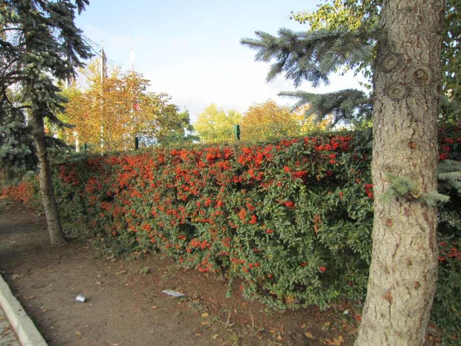 Изгороди из кустарника с ягодами в Сочи