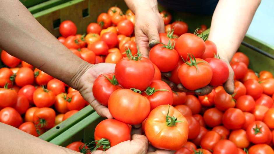 Сад огород полезные советы томаты
