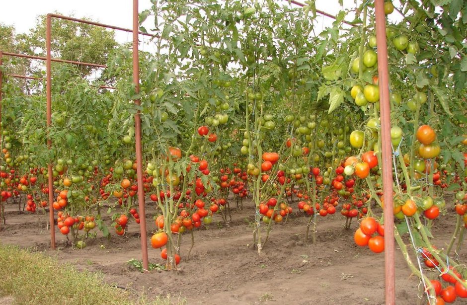 Сбор урожая помидор в теплице