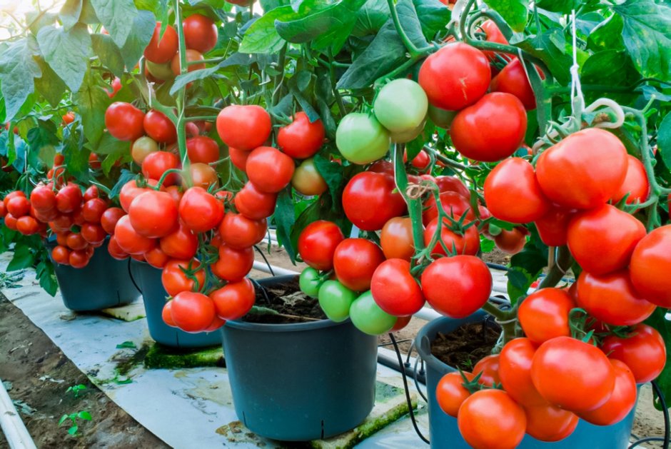 Окучивание томатов в открытом грунте