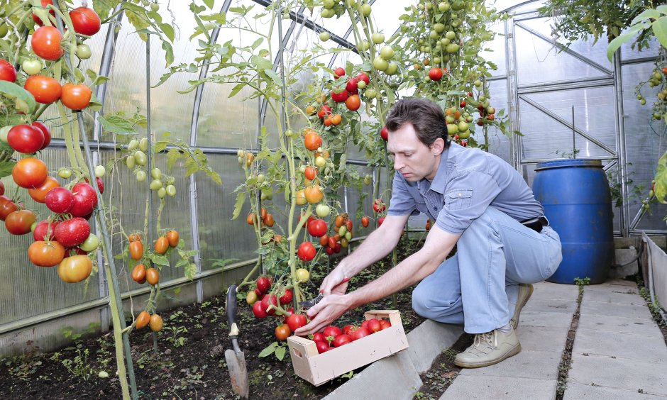Богатый урожай томатов