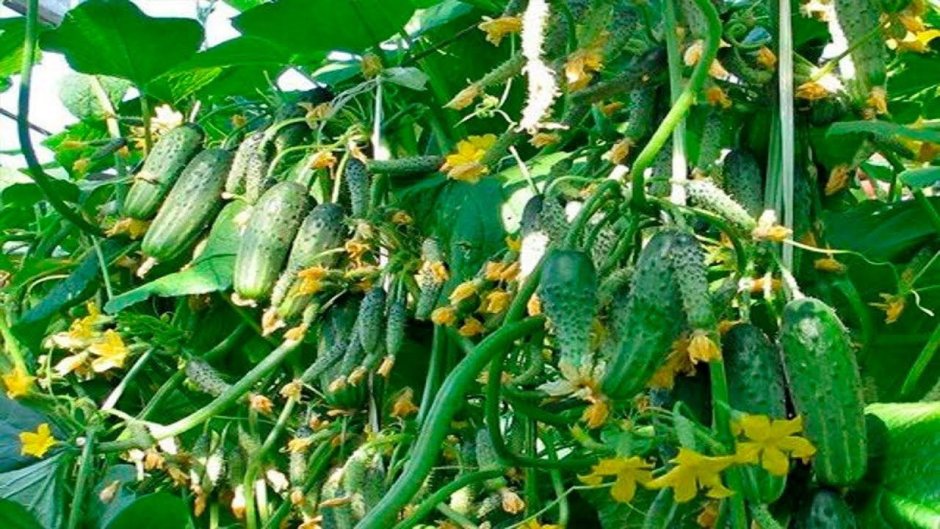 Огурцы семена Бинго