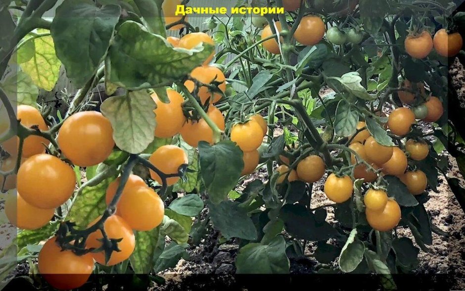 Семена Алтая томат золотце