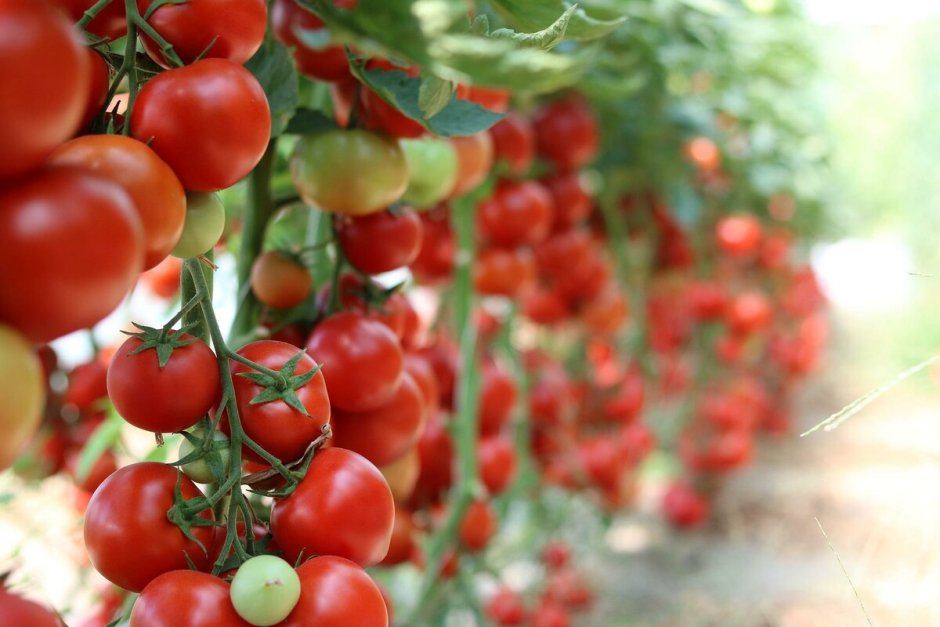Разноцветные томаты на одном кусте