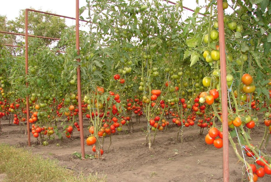 Подвязать помидоры в открытом грунте