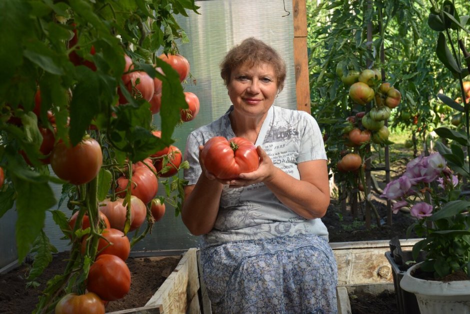 Семена Минусинские помидоры от Натальи Щербининой