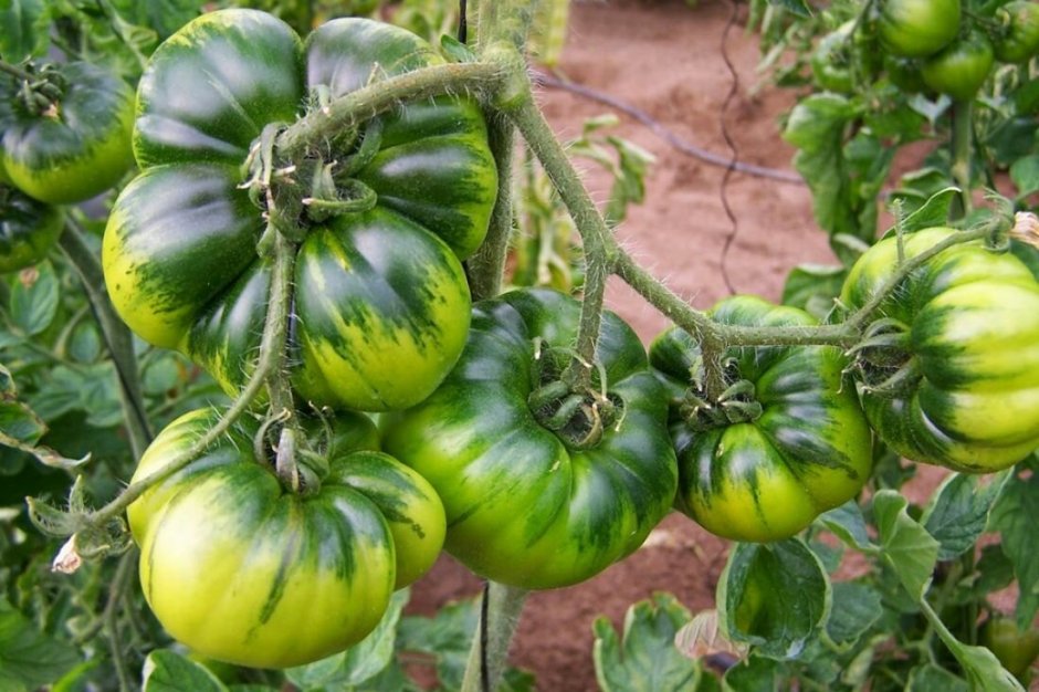 Большой урожай томатов