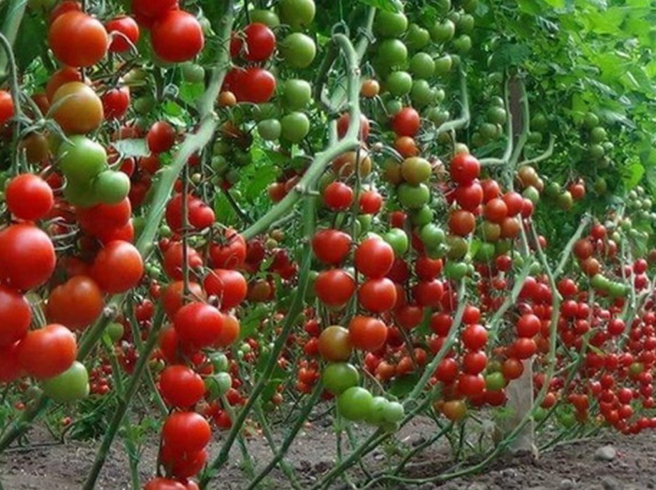 Урожайный огород Татьяна томаты