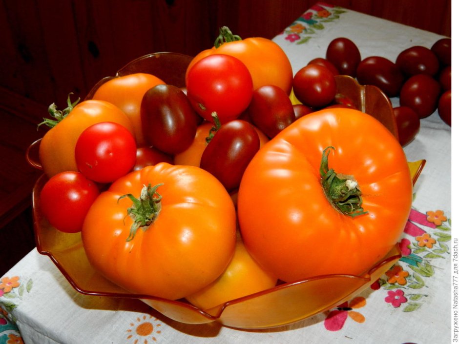 Семена томат медовый спас