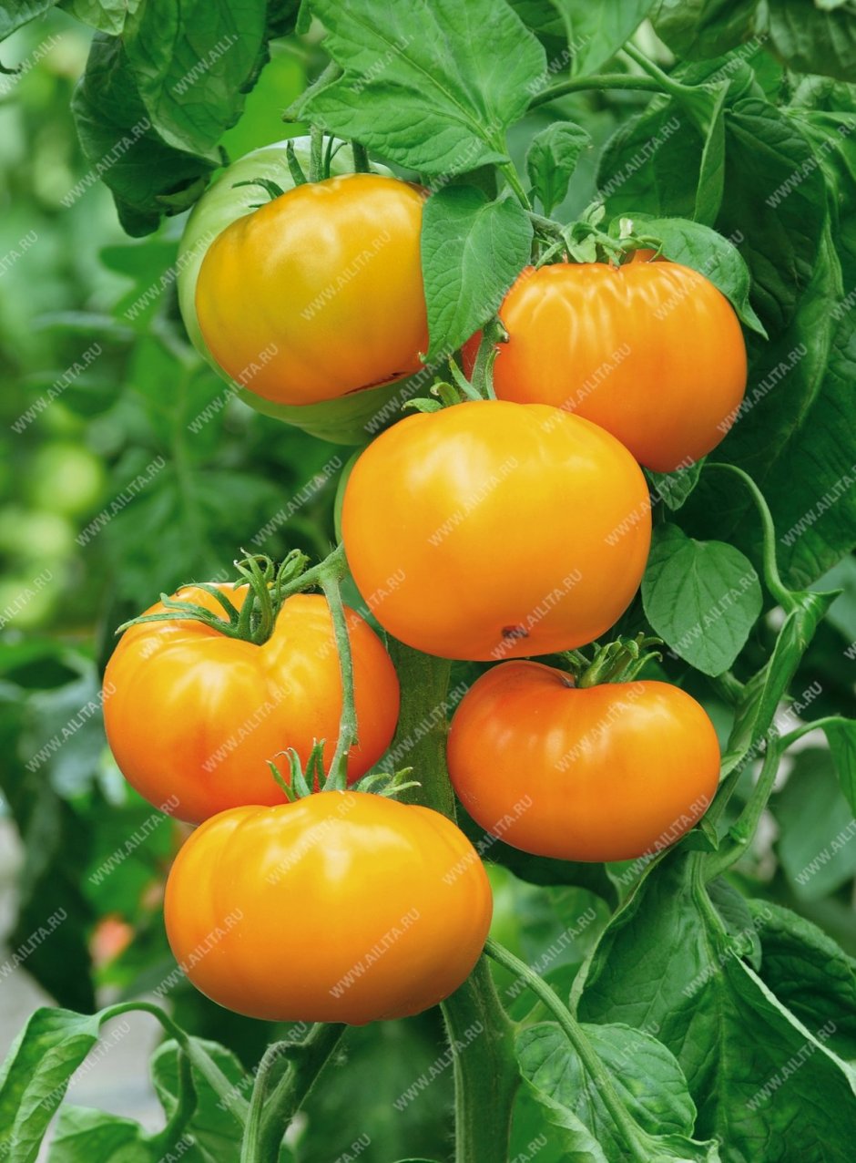 Семена Гавриш томат оранжевое солнышко 0,1 г
