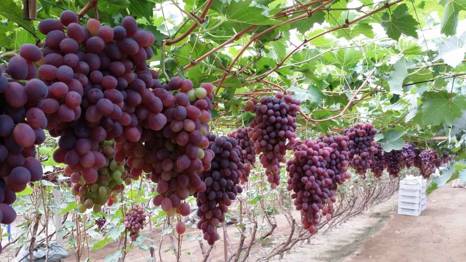 Виноград средней Азии