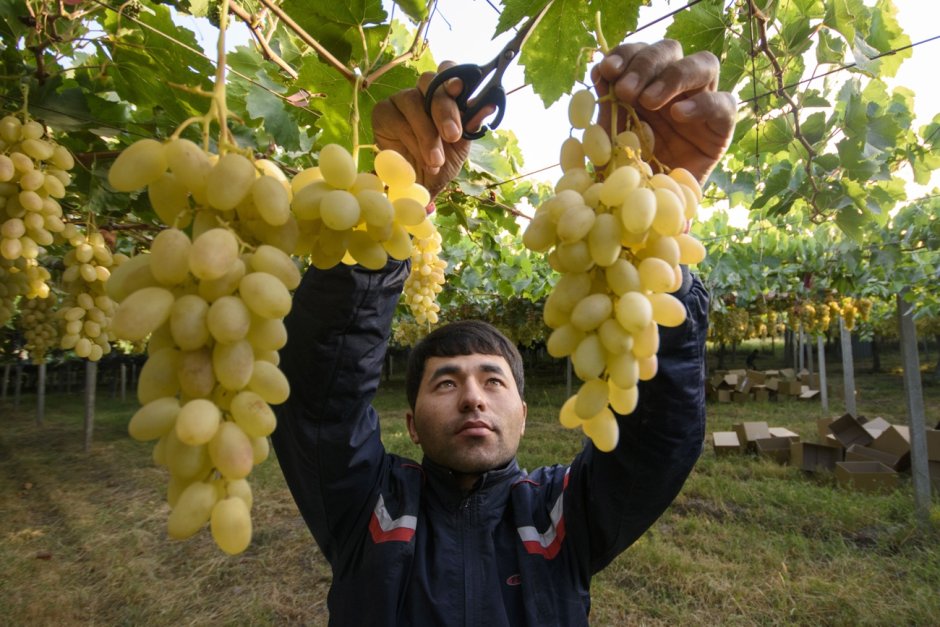 Виноград Турсунзаде