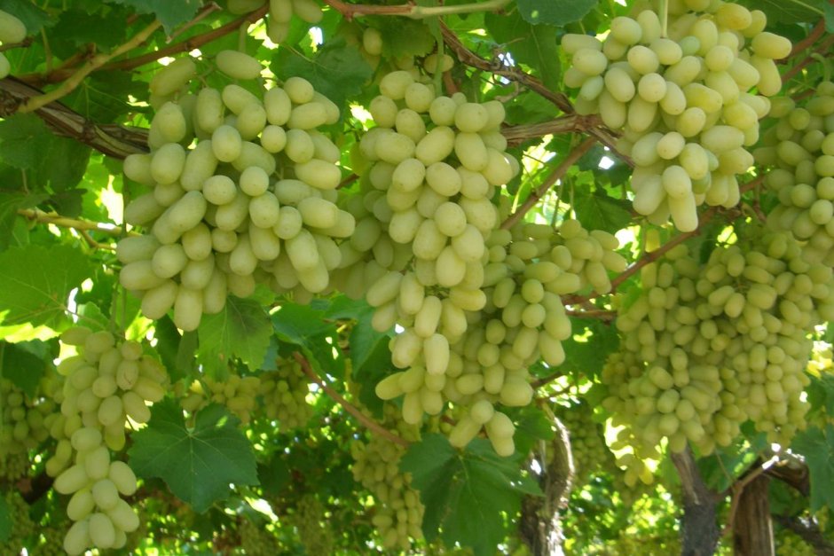 Виноград Хусайни Узбекистан