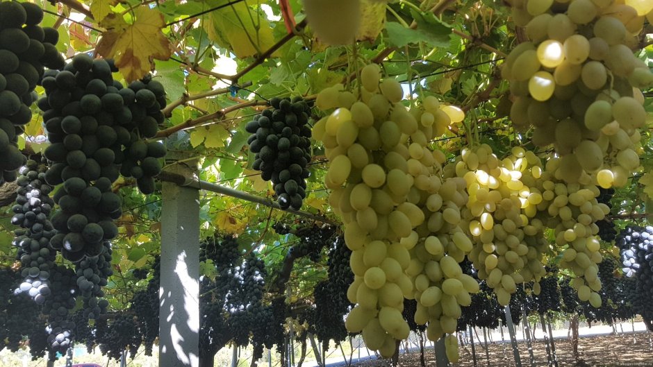 Гиссарский виноград Таджикистан