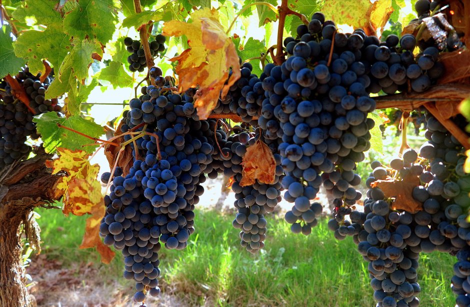 Самаркандский виноград