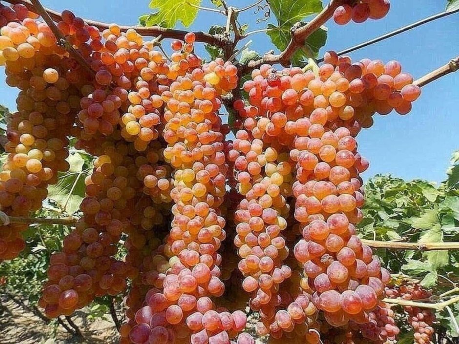 Виноград в Туркменистане