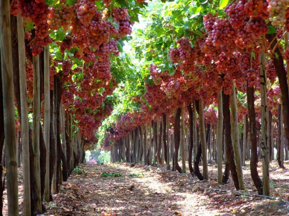 Виноградная плантация Израиль